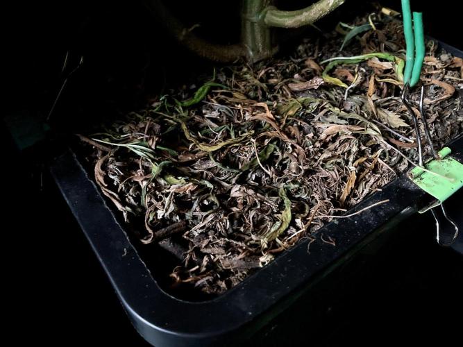 3M 🐵 Congo & x. Week 18 - Sacred mulch