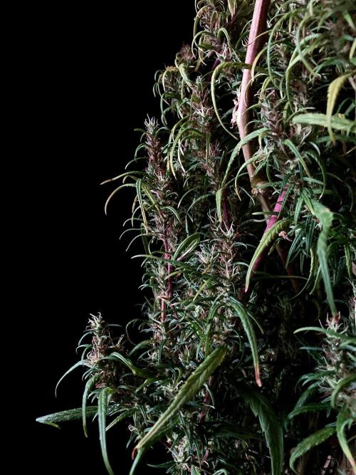 3M 🐵 Congo & x. Week 18