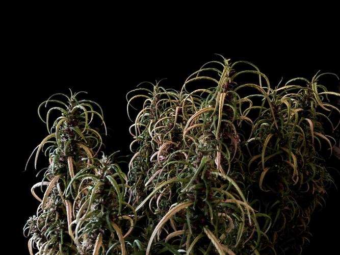 3M 🐵 Congo & x. Week 18