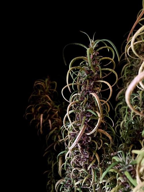 3M 🐵 Congo & x. Week 18