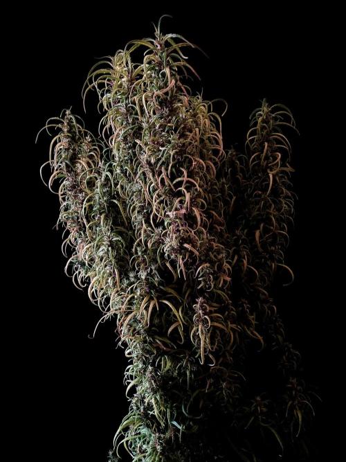 3M 🐵 Congo & x. Week 18