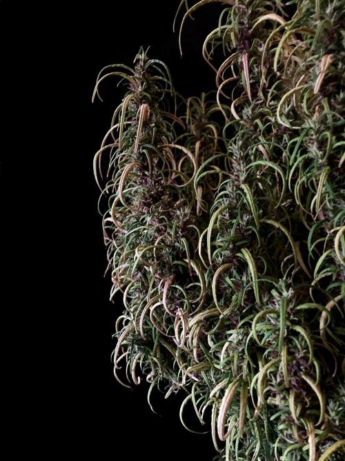 3M 🐵 Congo & x. Week 18