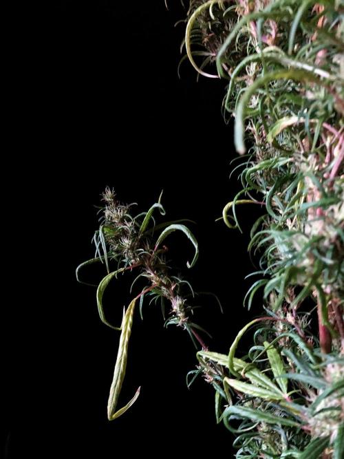 3M 🐵 Congo & x. Week 18