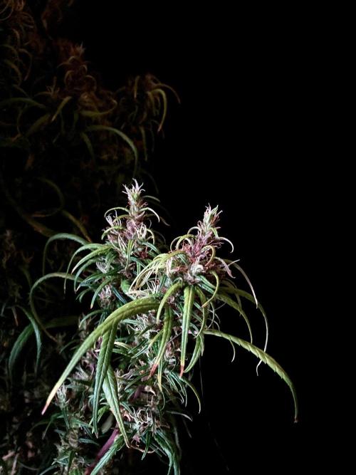 3M 🐵 Congo & x. Week 18