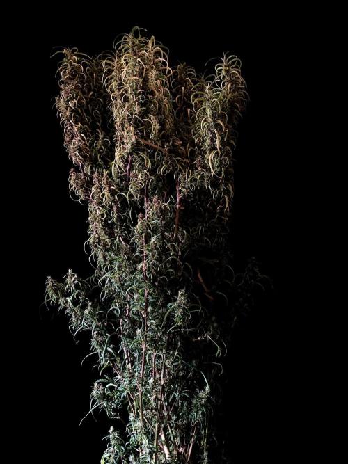 3M 🐵 Congo & x. Week 18