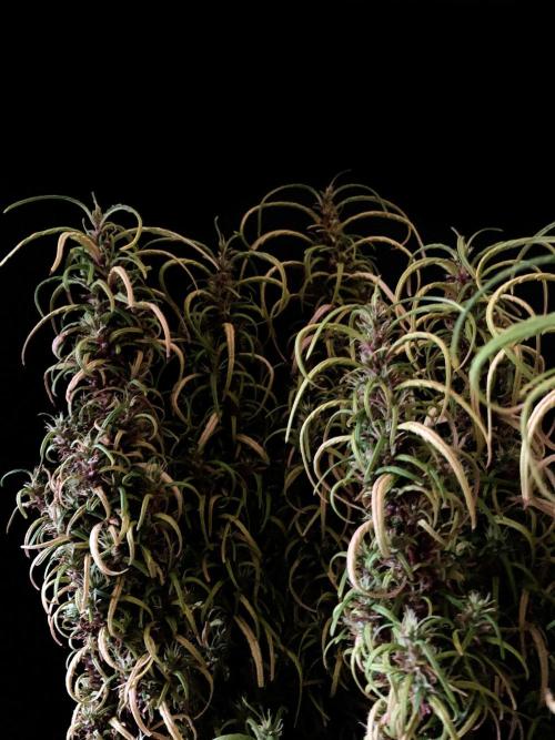 3M 🐵 Congo & x. Week 18