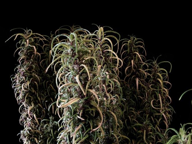 3M 🐵 Congo & x. Week 18