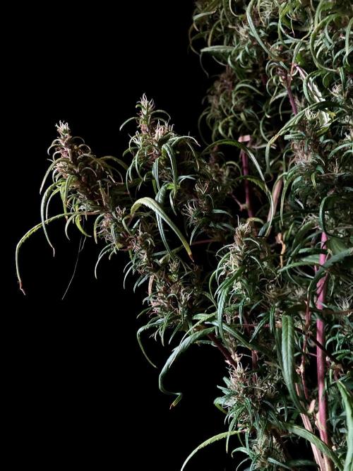 3M 🐵 Congo & x. Week 18