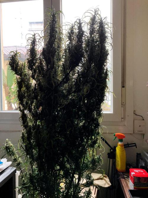 3M 🐵 Congo & x. Week 18