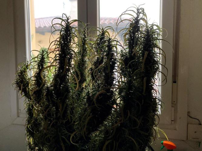 3M 🐵 Congo & x. Week 18