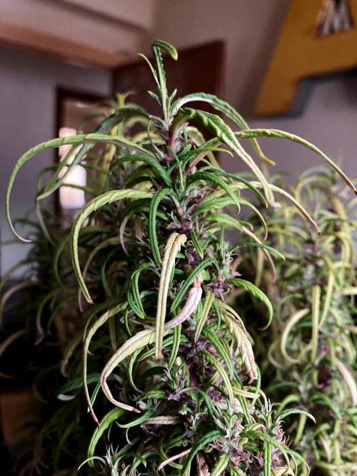 3M 🐵 Congo & x. Week 18