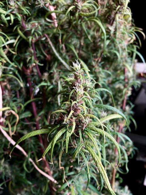 3M 🐵 Congo & x. Week 18