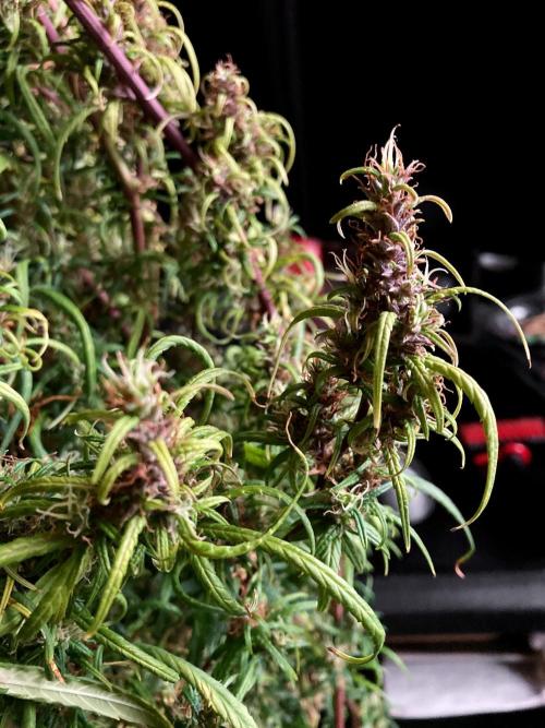 3M 🐵 Congo & x. Week 18