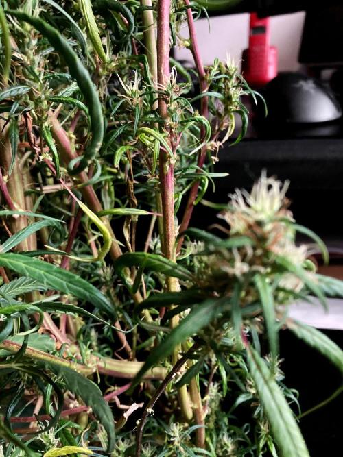 3M 🐵 Congo & x. Week 18