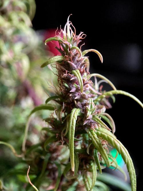 3M 🐵 Congo & x. Week 18