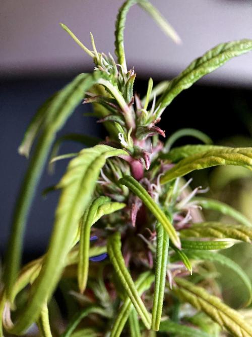 3M 🐵 Congo & x. Week 18