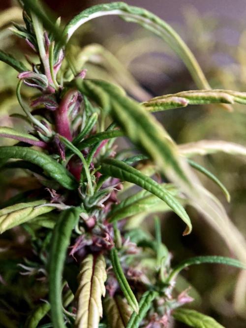 3M 🐵 Congo & x. Week 18