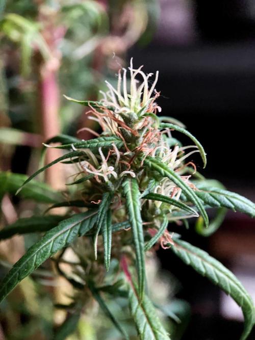 3M 🐵 Congo & x. Week 18