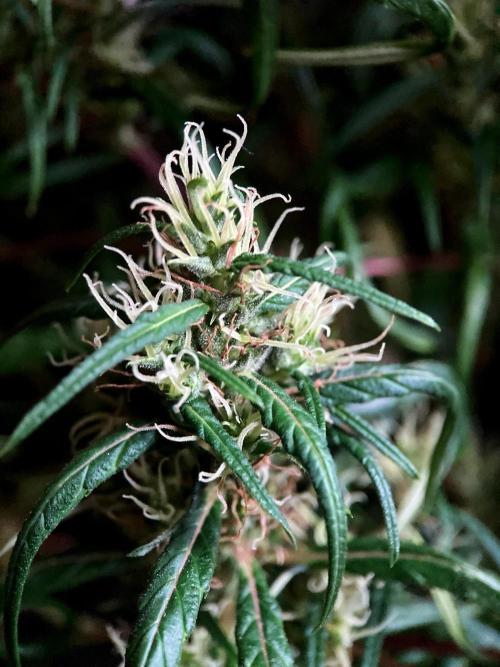 3M 🐵 Congo & x. Week 18