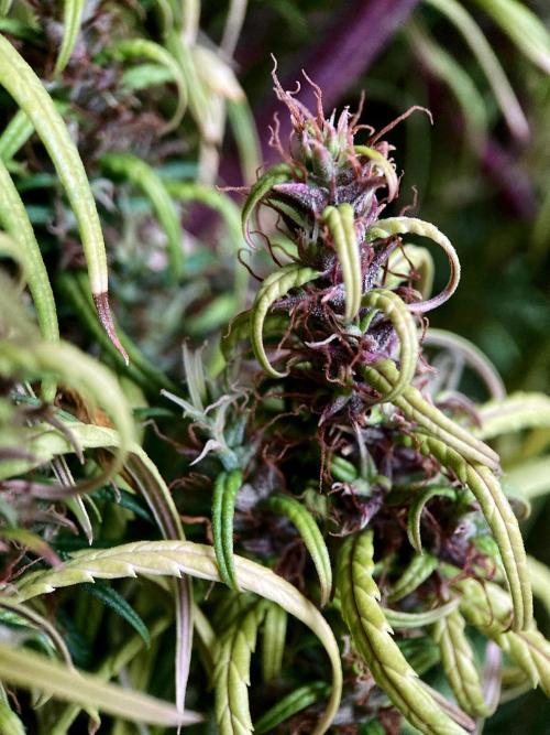 3M 🐵 Congo & x. Week 18