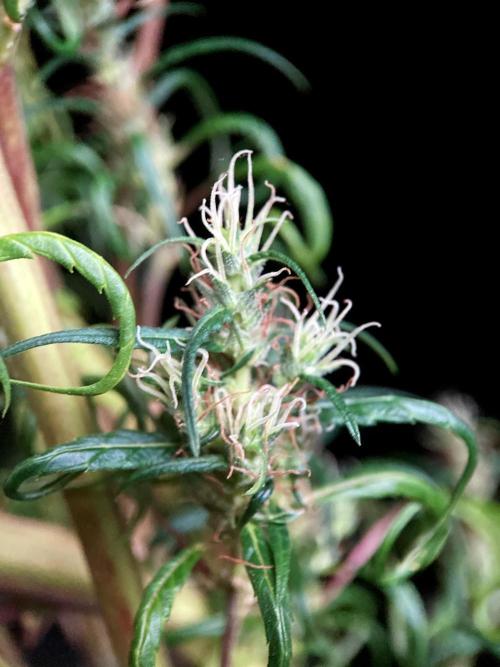 3M 🐵 Congo & x. Week 18