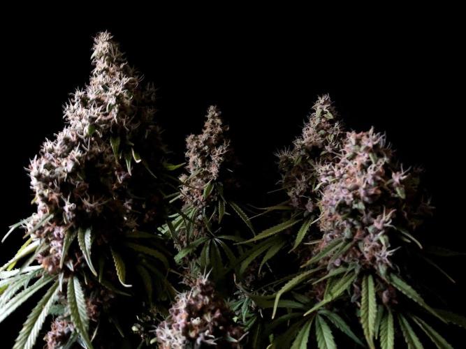 3M 🔻 Mendocino Purple Kush. Week 17