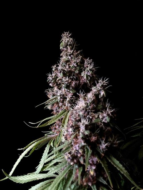 3M 🔻 Mendocino Purple Kush. Week 17