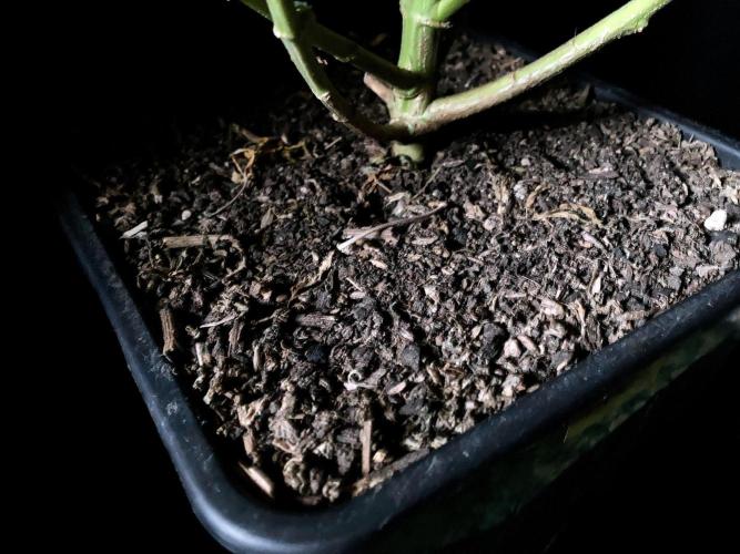 3M 🔻 Mendocino Purple Kush. Week 17