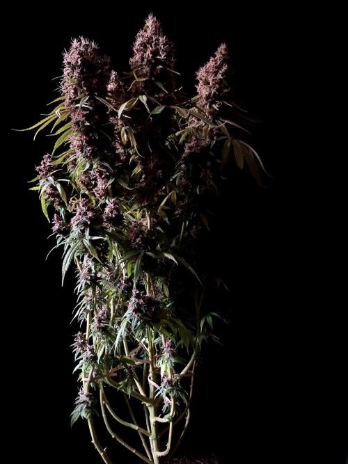 3M 🔻 Mendocino Purple Kush. Week 17