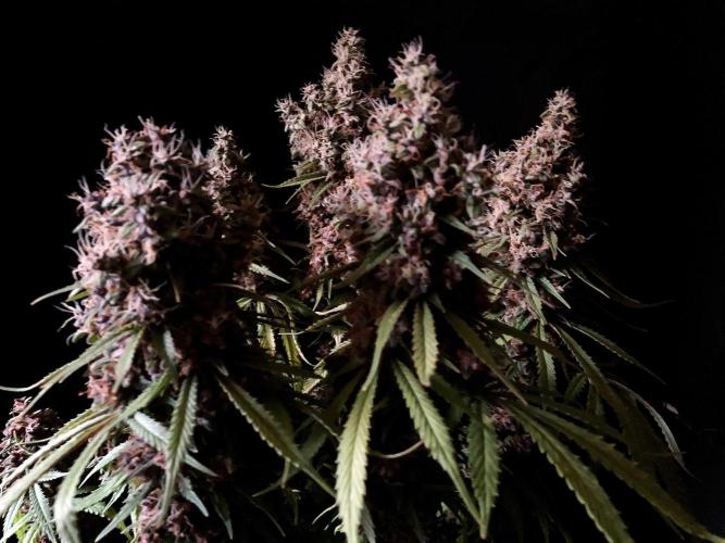 3M 🔻 Mendocino Purple Kush. Week 17