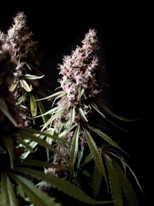 3M 🔻 Mendocino Purple Kush. Week 17