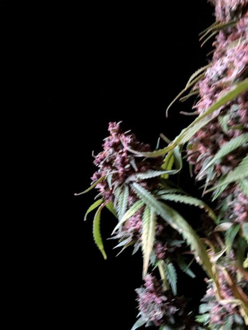 3M 🔻 Mendocino Purple Kush. Week 17