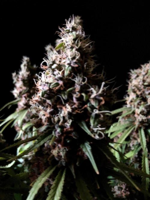 3M 🔻 Mendocino Purple Kush. Week 17