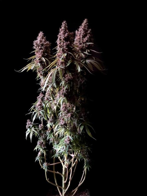 3M 🔻 Mendocino Purple Kush. Week 17