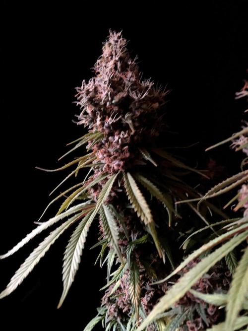 3M 🔻 Mendocino Purple Kush. Week 17