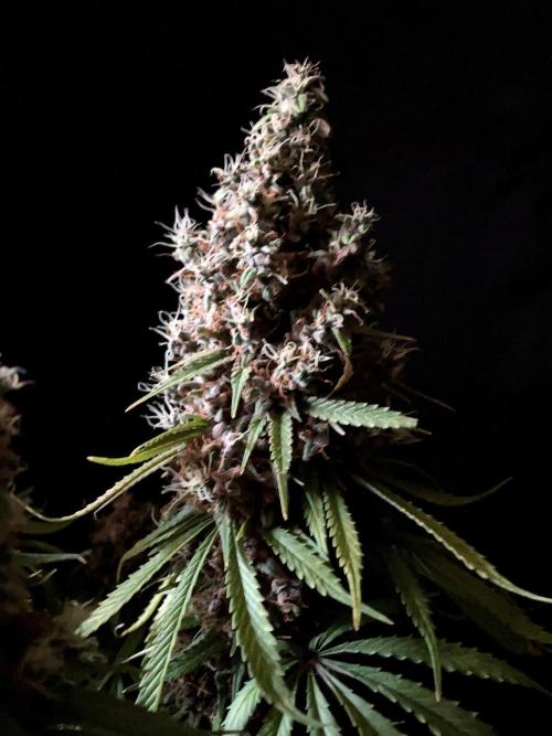 3M 🔻 Mendocino Purple Kush. Week 17