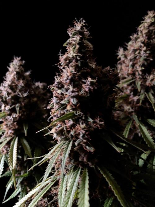 3M 🔻 Mendocino Purple Kush. Week 17