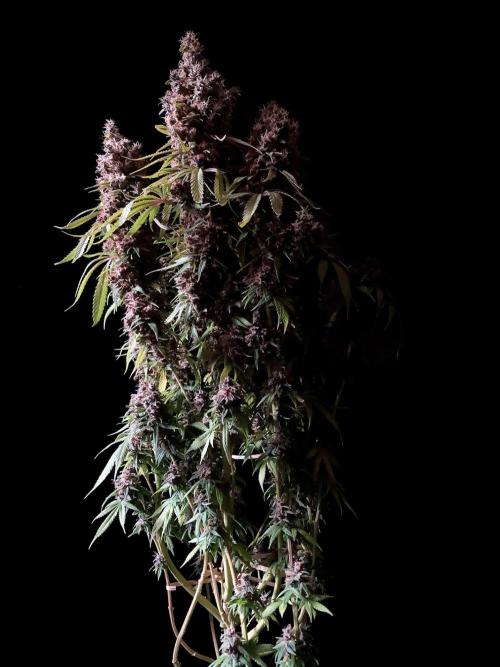 3M 🔻 Mendocino Purple Kush. Week 17