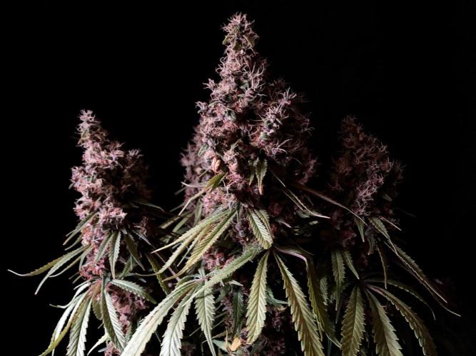 3M 🔻 Mendocino Purple Kush. Week 17