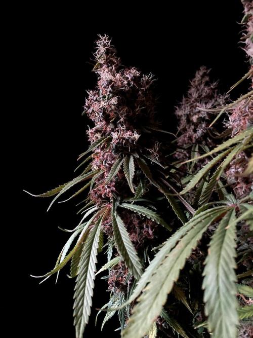 3M 🔻 Mendocino Purple Kush. Week 17