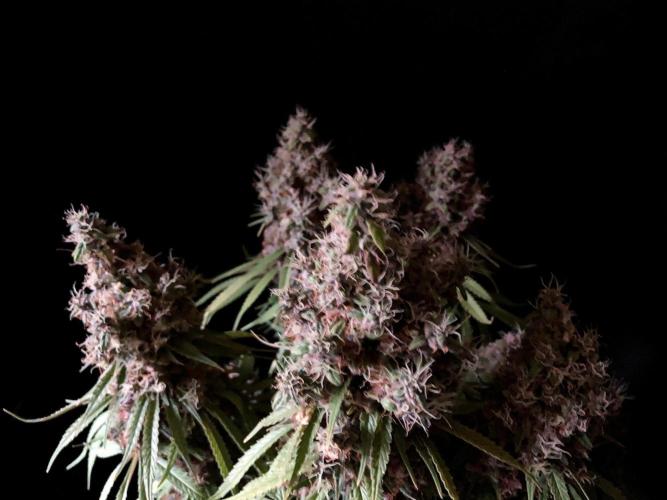 3M 🔻 Mendocino Purple Kush. Week 17