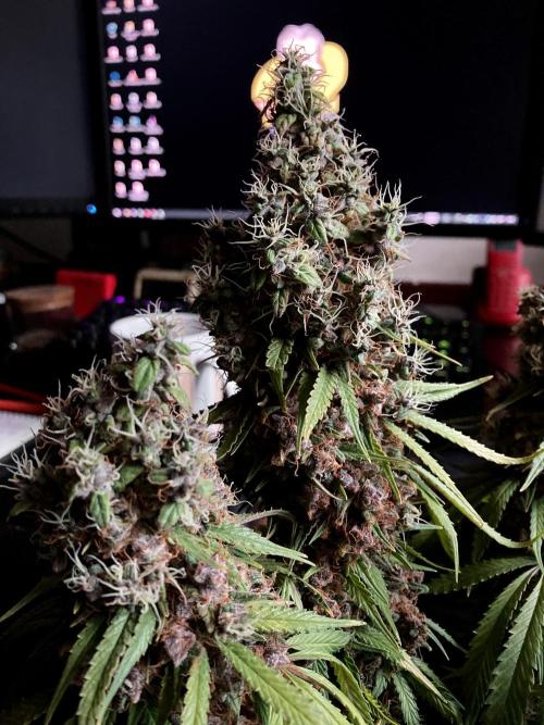 3M 🔻 Mendocino Purple Kush. Week 17