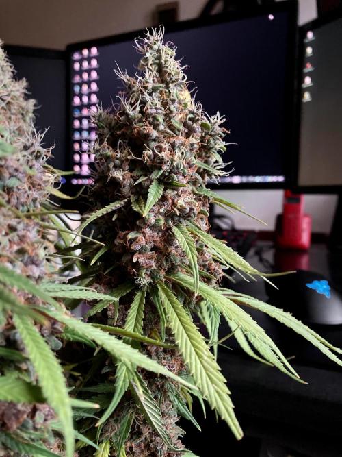 3M 🔻 Mendocino Purple Kush. Week 17