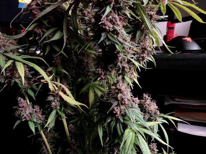 3M 🔻 Mendocino Purple Kush. Week 17