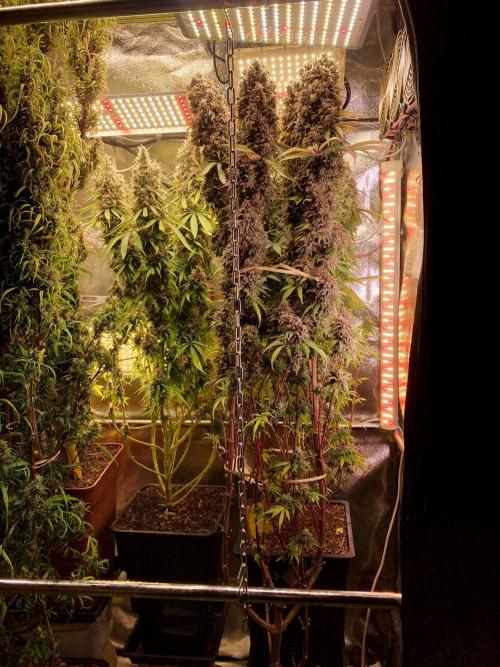 3M 🔻 Mendocino Purple Kush. Week 17