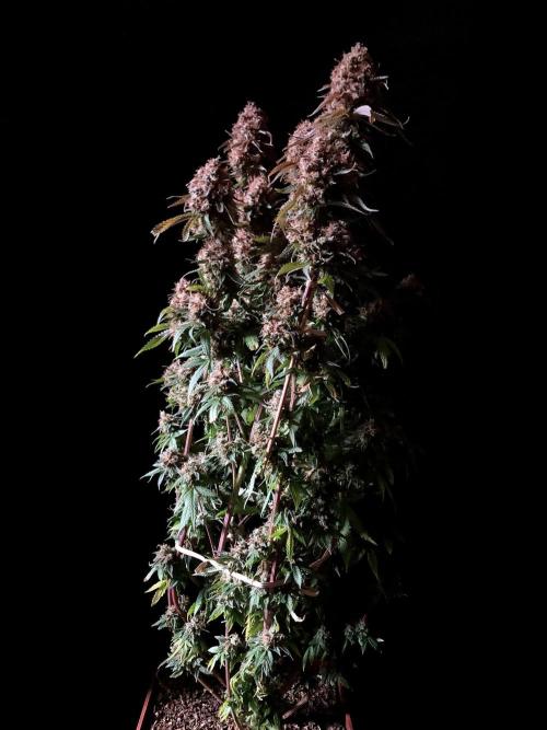 3M 🔥 Txerri Bilbo Haze. Week 18