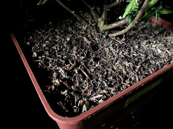 3M 🔥 Txerri Bilbo Haze. Week 18 - Sacred Mulch