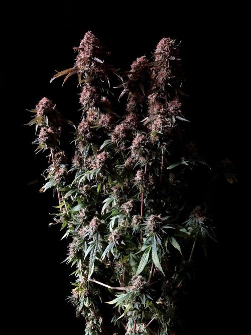 3M 🔥 Txerri Bilbo Haze. Week 18