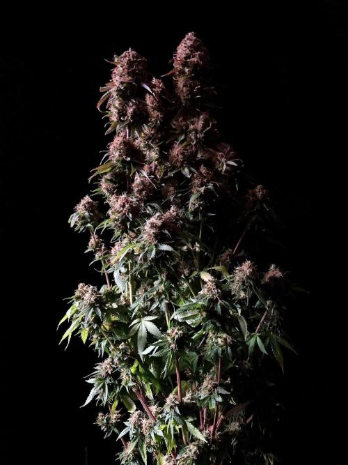 3M 🔥 Txerri Bilbo Haze. Week 18