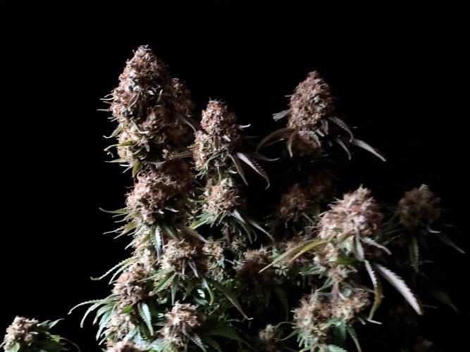 3M 🔥 Txerri Bilbo Haze. Week 18